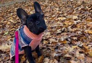 Pug standing on fallen eaves and wearing a jumper